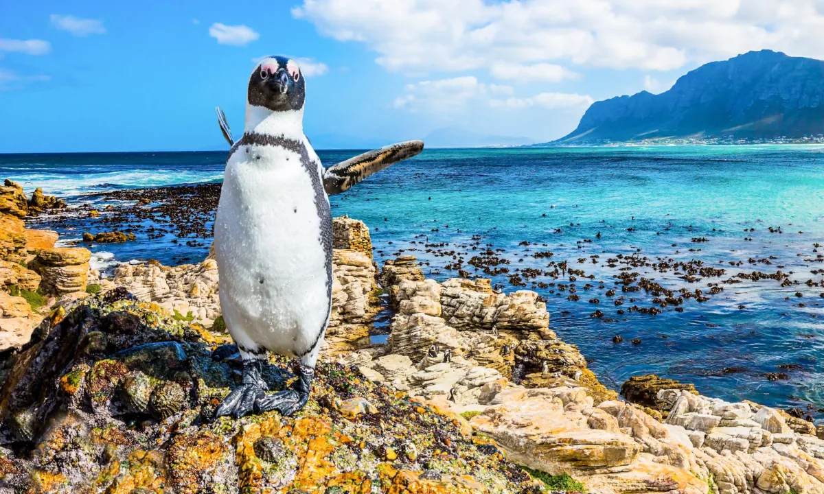 See the penguins at Boulders Beach