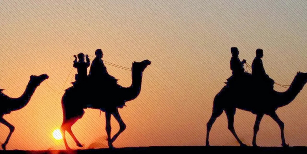 Take a camel safari