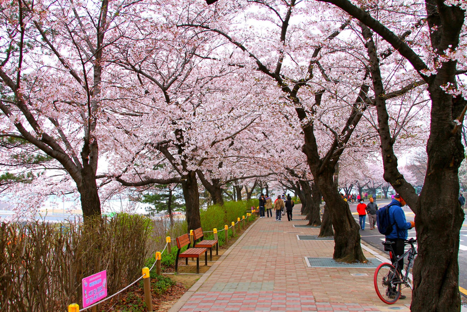 Walk through Yeouido Park