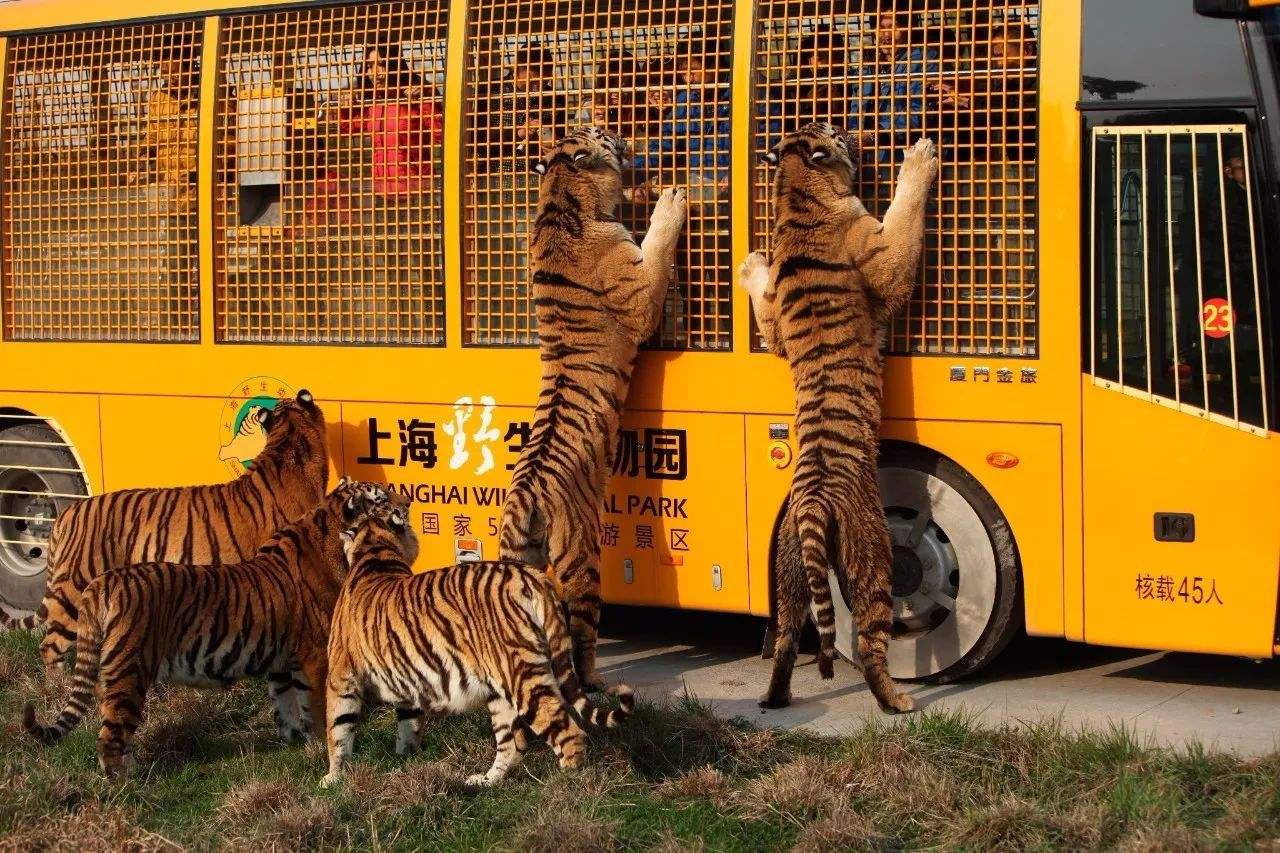 Check out the Shanghai Wild Animal Park