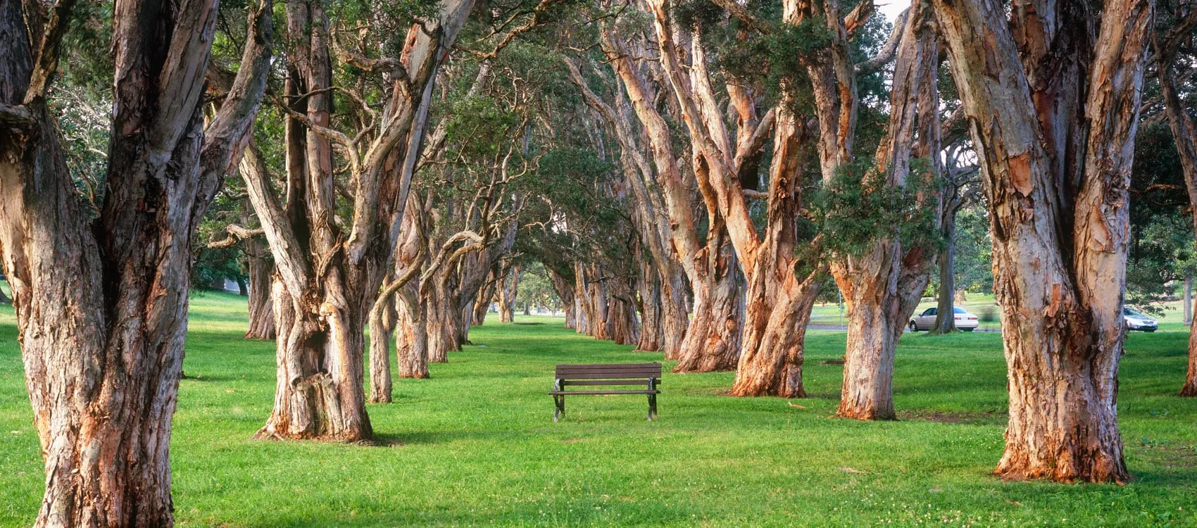 Take a stroll through Centennial Park