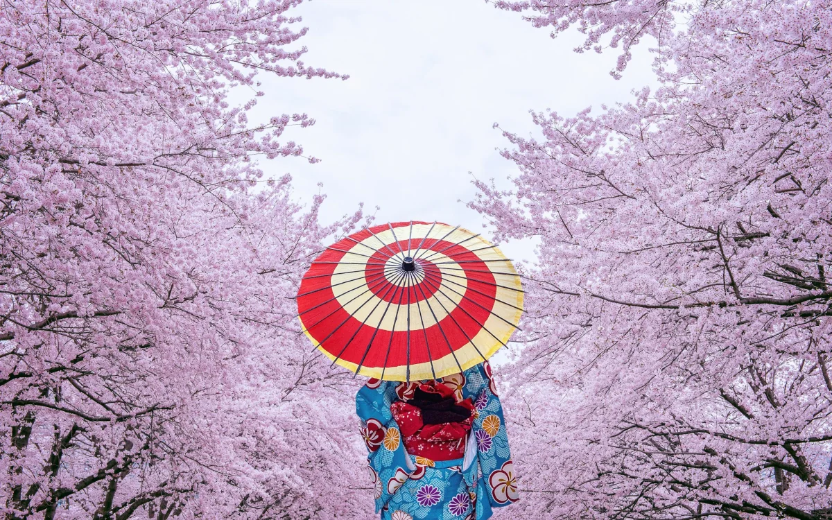 Admire the cherry blossoms in Ueno Park